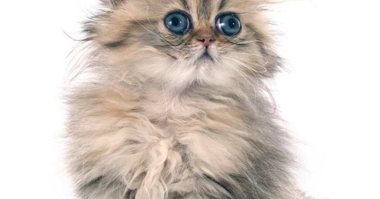Pure Breed Persian Cats for Sale in Dhaka: Complete Guide to Authenticity, Price, and Care